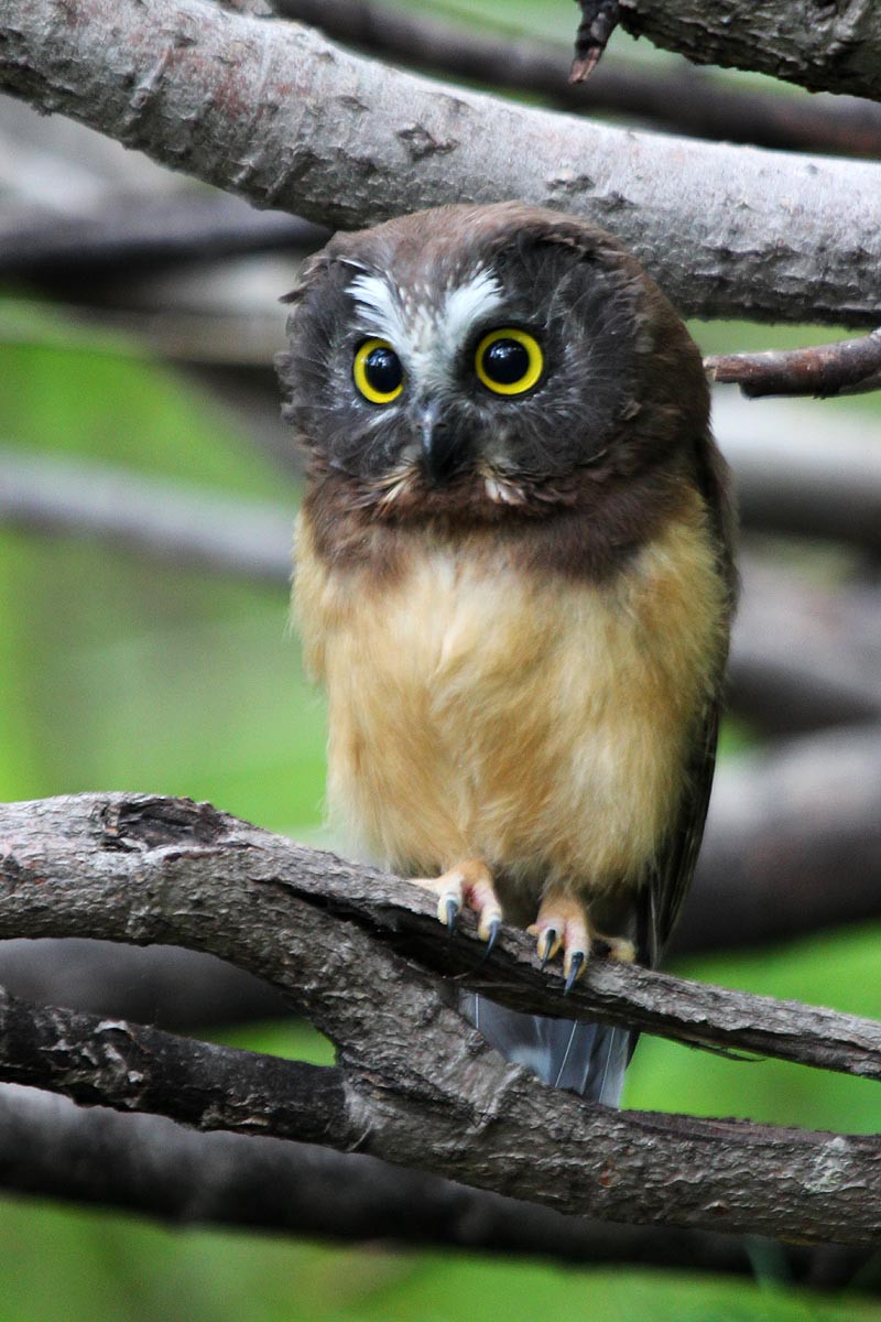 northern-saw-whet-owl1.jpg